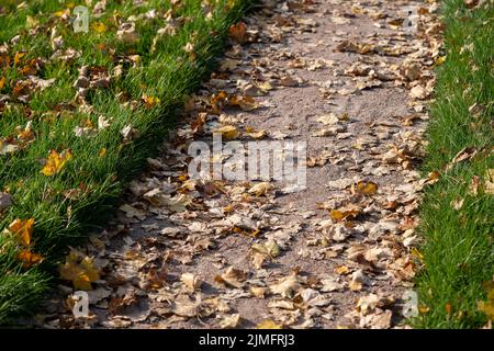Der Parklweg erstreckt sich zwischen üppigem, grünen Gras, das mit vergilbten Blättern bedeckt ist, im Stadtpark Stockfoto