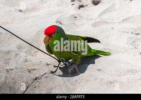 Ein grüner Papagei mit einem roten Fleck auf dem Kopf, der am Strand in einer Leine auf dem Sand steht. Stockfoto