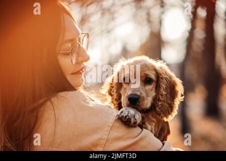 Süßer englischer Cocker-Spaniel-Welpe in den Händen des Besitzers im Herbstpark. Stockfoto