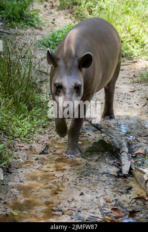 Viele Tiere im Zoo Quistococha in Iquitos, Peru, werden aus dem Tierhandel gerettet.Hier ist der südamerikanische Tapir (Tapirus terrestris) abgebildet. Stockfoto