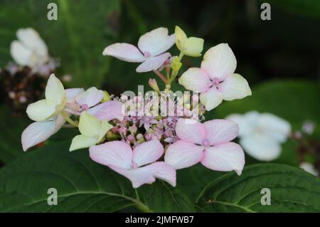 Hortensia Macrophilla White Wave. Abgeflachte Blütenköpfe in weiß-blau und rosa Farbe. Stockfoto
