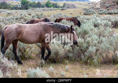 Wilde Pferde im Theodore Roosevelt NP, North Dakota Stockfoto