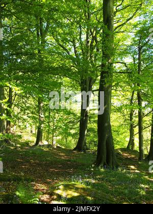 Waldgebiet im Frühling mit großen Buchen und leuchtend grünen Blättern, die von strahlendem Morgensonnen und Sonnenblumen beleuchtet werden Stockfoto