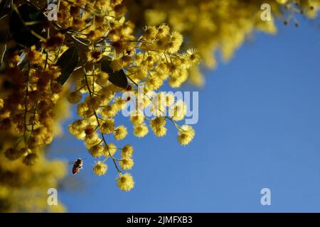Eine Nahaufnahme einer von Acacia baileyana oder Cootamundra fliegenden Biene. Stockfoto