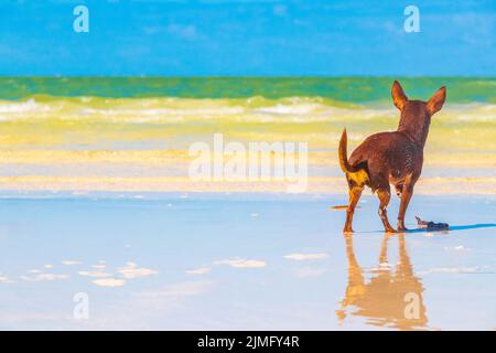 Russischer Toy Terrier Hund am Strand Holbox Insel Mexiko. Stockfoto