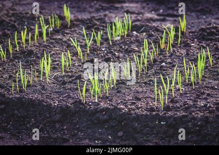 Knoblauchsprossen wachsen in Reihen auf behüteten Boden Gartenbeet Stockfoto