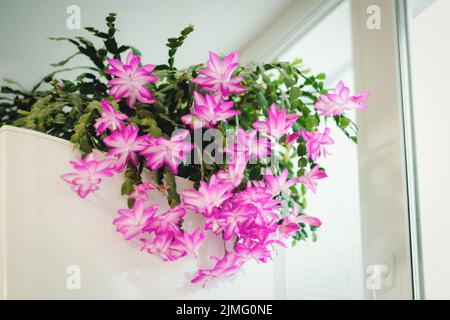 Weihnachtskaktus blüht in der Wintersaison, Schlumbergera blühende Zimmerpflanze Stockfoto