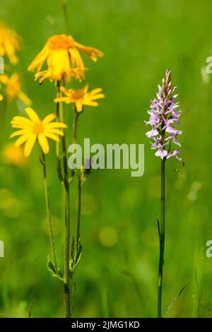 Arnika und Gemeine Spotted-Orchidee. Stockfoto