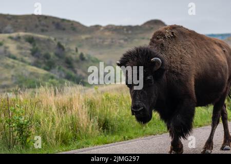 American Bison auf dem Gebiet des Theodore Roosevelt NP, North Dakota Stockfoto