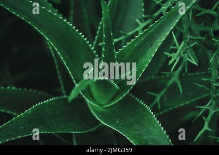 Aloe Vera Pflanze aus der Nähe, dunkelgrüne saftige Pflanzen Stockfoto