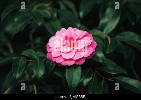 Japanische Kamelie (Camellia Japonica L.) formale doppelte rosa Blume auf einem Baum Stockfoto