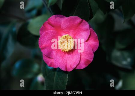 Kamelie Japonica - Ashiya Kamelie einzelne Blume auf einem Baum Stockfoto