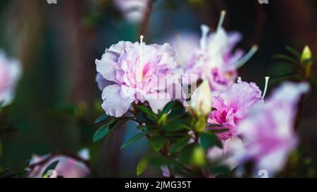 Blühender Rhododendron indicum mit hellrosa Blüten im botanischen Garten Stockfoto
