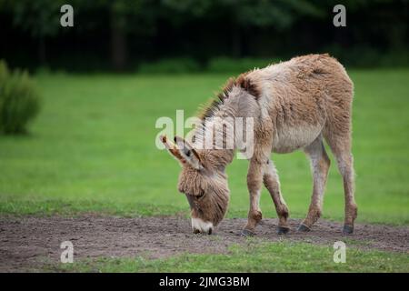 Junger Esel auf einer Lichtung in freier Wildbahn Stockfoto