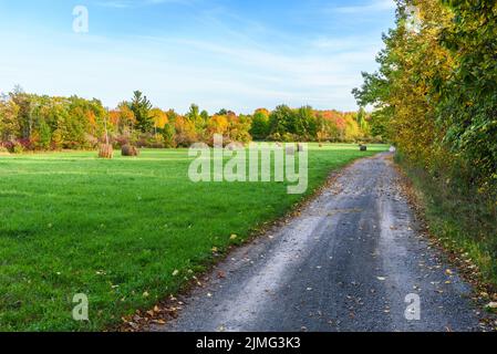 Schotterstraße entlang eines Grasfeldes, das mit Heuballen übersät ist und an einem sonnigen Tag von einem Laubwald umgeben ist Stockfoto