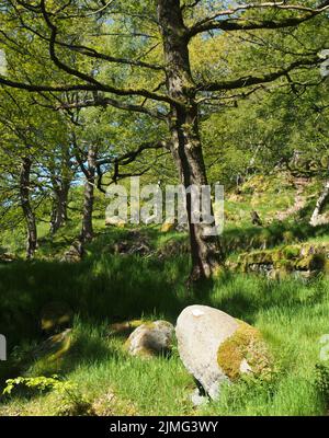 Waldgebiet im Frühling mit großen Buchen und leuchtend grünen Blättern, die von strahlendem Morgensonnen und Sonnenblumen beleuchtet werden Stockfoto