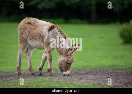 Esel auf einer Lichtung in der Wildnis Stockfoto