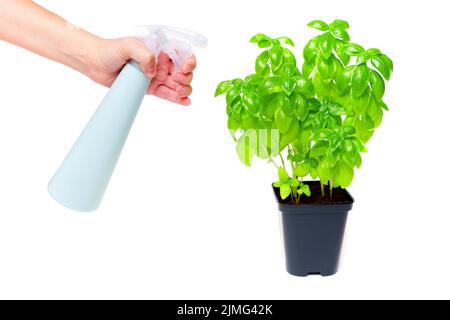 Mit einer Sprühflasche einen vergossenen Basilikumbauch gießen. Stockfoto