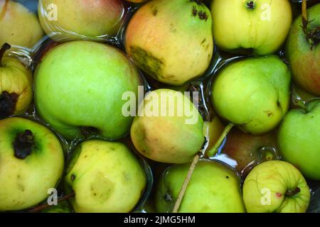 Die ersten saftigen kleinen grünen Äpfel mit roten, gelben, dunklen Flecken schwimmen im klaren Wasser. Im August fielen junge Äpfel vom heimischen Apfelbaum Stockfoto