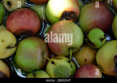 Die ersten saftigen kleinen grünen Äpfel mit roten, gelben, dunklen Flecken schwimmen im klaren Wasser. Im August fielen junge Äpfel vom heimischen Apfelbaum Stockfoto