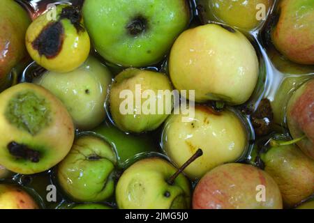 Die ersten saftigen kleinen grünen Äpfel mit roten, gelben, dunklen Flecken schwimmen im klaren Wasser. Im August fielen junge Äpfel vom heimischen Apfelbaum Stockfoto