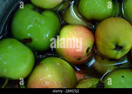 Die ersten saftigen kleinen grünen Äpfel mit roten, gelben, dunklen Flecken schwimmen im klaren Wasser. Im August fielen junge Äpfel vom heimischen Apfelbaum Stockfoto