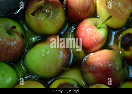 Die ersten saftigen kleinen grünen Äpfel mit roten, gelben, dunklen Flecken schwimmen im klaren Wasser. Im August fielen junge Äpfel vom heimischen Apfelbaum Stockfoto