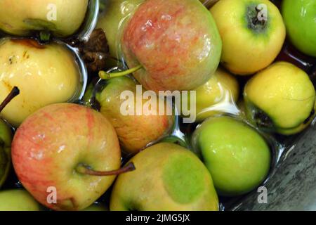 Die ersten saftigen kleinen grünen Äpfel mit roten, gelben, dunklen Flecken schwimmen im klaren Wasser. Im August fielen junge Äpfel vom heimischen Apfelbaum Stockfoto