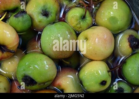 Die ersten saftigen kleinen grünen Äpfel mit roten, gelben, dunklen Flecken schwimmen im klaren Wasser. Im August fielen junge Äpfel vom heimischen Apfelbaum Stockfoto
