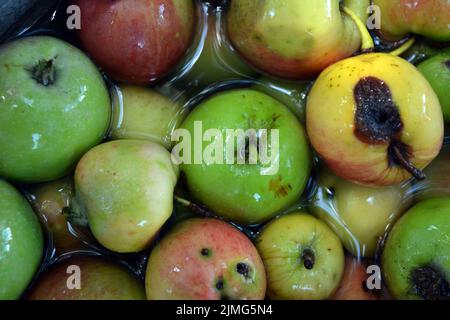 Die ersten saftigen kleinen grünen Äpfel mit roten, gelben, dunklen Flecken schwimmen im klaren Wasser. Im August fielen junge Äpfel vom heimischen Apfelbaum Stockfoto