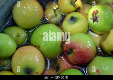 Die ersten saftigen kleinen grünen Äpfel mit roten, gelben, dunklen Flecken schwimmen im klaren Wasser. Im August fielen junge Äpfel vom heimischen Apfelbaum Stockfoto