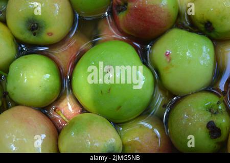 Die ersten saftigen kleinen grünen Äpfel mit roten, gelben, dunklen Flecken schwimmen im klaren Wasser. Im August fielen junge Äpfel vom heimischen Apfelbaum Stockfoto