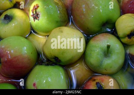 Die ersten saftigen kleinen grünen Äpfel mit roten, gelben, dunklen Flecken schwimmen im klaren Wasser. Im August fielen junge Äpfel vom heimischen Apfelbaum Stockfoto