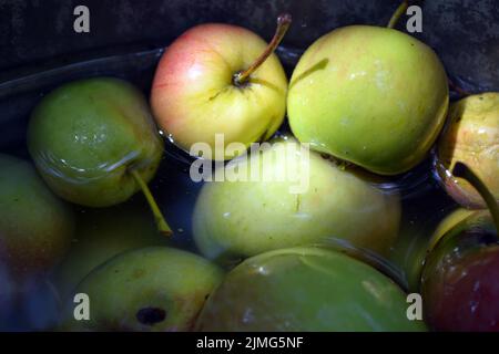 Die ersten saftigen kleinen grünen Äpfel mit roten, gelben, dunklen Flecken schwimmen im klaren Wasser. Im August fielen junge Äpfel vom heimischen Apfelbaum Stockfoto