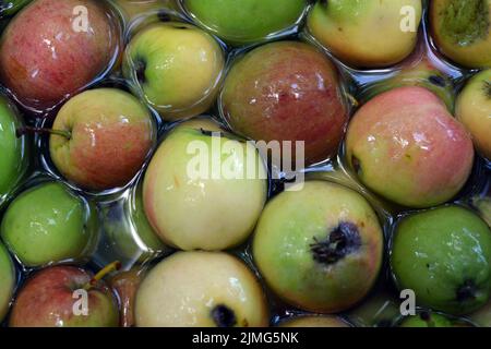 Die ersten saftigen kleinen grünen Äpfel mit roten, gelben, dunklen Flecken schwimmen im klaren Wasser. Im August fielen junge Äpfel vom heimischen Apfelbaum Stockfoto