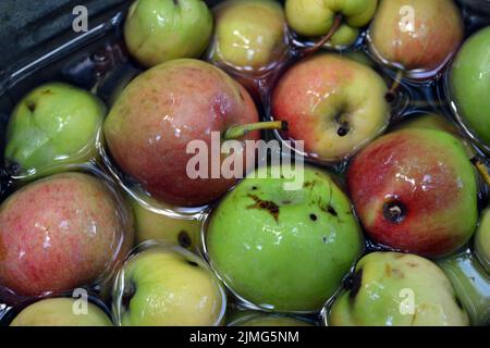 Die ersten saftigen kleinen grünen Äpfel mit roten, gelben, dunklen Flecken schwimmen im klaren Wasser. Im August fielen junge Äpfel vom heimischen Apfelbaum Stockfoto