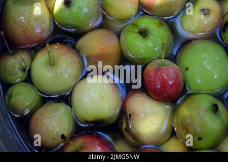 Die ersten saftigen kleinen grünen Äpfel mit roten, gelben, dunklen Flecken schwimmen im klaren Wasser. Im August fielen junge Äpfel vom heimischen Apfelbaum Stockfoto