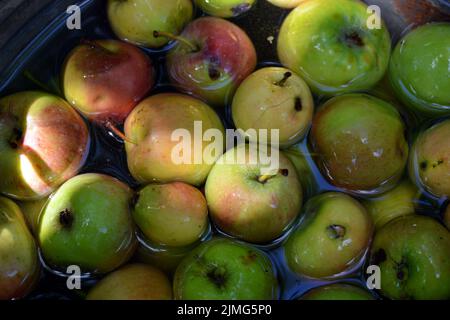 Die ersten saftigen kleinen grünen Äpfel mit roten, gelben, dunklen Flecken schwimmen im klaren Wasser. Im August fielen junge Äpfel vom heimischen Apfelbaum Stockfoto