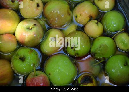 Die ersten saftigen kleinen grünen Äpfel mit roten, gelben, dunklen Flecken schwimmen im klaren Wasser. Im August fielen junge Äpfel vom heimischen Apfelbaum Stockfoto