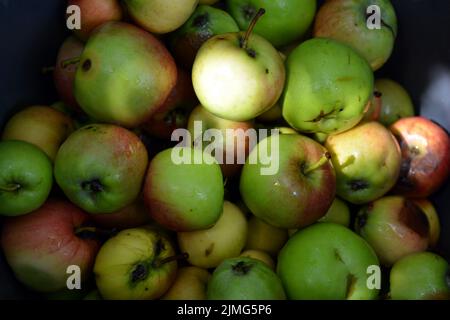 Die ersten saftigen kleinen grünen Äpfel mit roten, gelben, dunklen Flecken schwimmen im klaren Wasser. Im August fielen junge Äpfel vom heimischen Apfelbaum Stockfoto