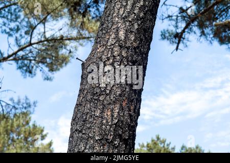 Eine Seekiefer mit dem Stamm durch Feuer geschwärzt, mit einem Nagel, bemerken wir auf dem Stamm Tropfen von saft mit kleinen Funken in Form von goldenen Sternen. Spuren von Waldbränden, Dune du Pilat, nach dem Feuer. Frankreich, Le-Pyla-sur Mer, La Teste-De-Buch. Foto von Patricia Huchot-Boissier/ABACAPRESS.COM Stockfoto