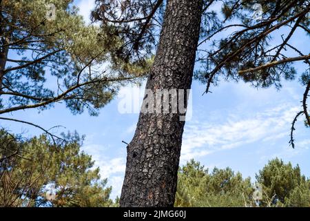 Eine Seekiefer mit dem Stamm durch Feuer geschwärzt, mit einem Nagel, bemerken wir auf dem Stamm Tropfen von saft mit kleinen Funken in Form von goldenen Sternen. Spuren von Waldbränden, Dune du Pilat, nach dem Feuer. Frankreich, Le-Pyla-sur Mer, La Teste-De-Buch. Foto von Patricia Huchot-Boissier/ABACAPRESS.COM Stockfoto