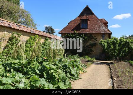 Ein Schotterweg mit sehr gesund aussehenden Rhabarberpflanzen, der im Küchengarten eines alten englischen Landhauses wächst Stockfoto