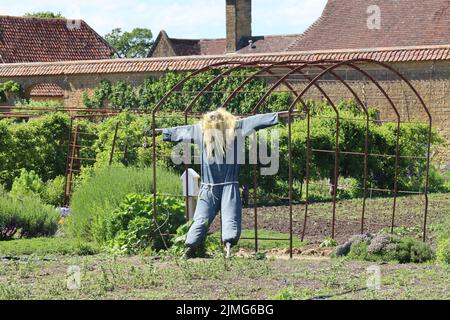 Eine furchterregend aussehende Vogelscheuche mit langen Haaren und in blauen Latzhose gekleidet im Küchengarten eines alten englischen Landhauses Stockfoto