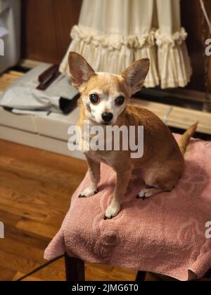 Hirschkopf Chihuahua sitzt auf einem Stuhl in einem Haus Stockfoto