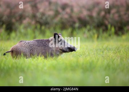 Wildschwein auf einer Lichtung in der Wildnis Stockfoto