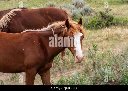 Wilde Pferde im Theodore Roosevelt NP, North Dakota Stockfoto