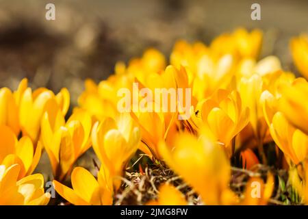Frühling im Garten. Blühende gelbe Krokusblüten Stockfoto