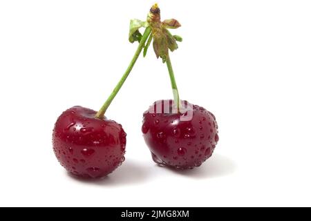 Isoliert auf weißen Kirschen mit Tautropfen. Zwei reife Beeren. Frische der Sommerfrüchte im Rahmen. Stockfoto