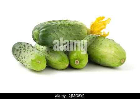 Frische kleine Gurken isoliert auf weißem Hintergrund. Gerade wurden Gurken mit Blumen gesammelt. Stockfoto